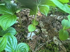 Cornus unalaschkensis, photograph Peter Abrahamsen, CC BY, iNaturalist via GBIF