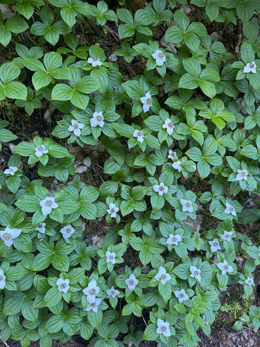 Cornus unalaschkensis