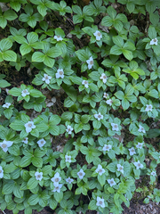 Cornus unalaschkensis