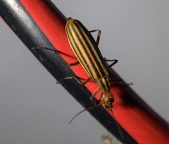 Epicauta occidentalis