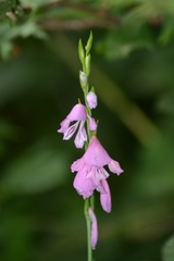 Gladiolus imbricatus