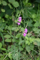Gladiolus imbricatus