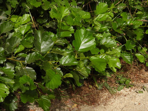 Alnus lusitanica (Alnus lusitanica)