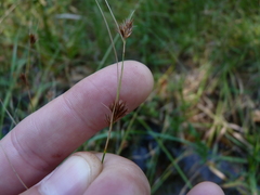 Rhynchospora chalarocephala