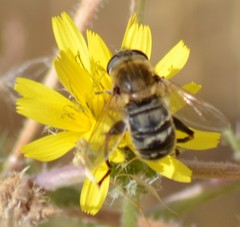 Polydontomyia curvipes