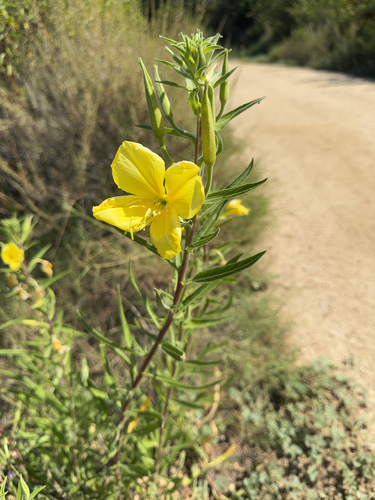 iNaturalist observation photo of tall evening primrose