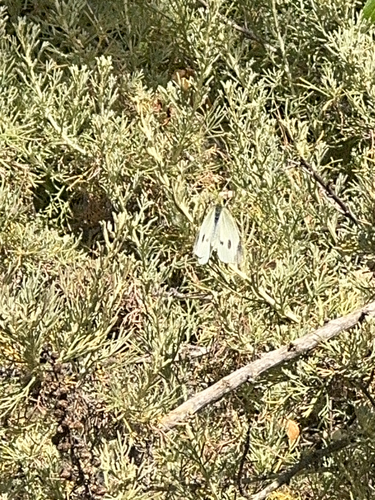 iNaturalist observation photo of Small White