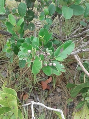 Curatella americana