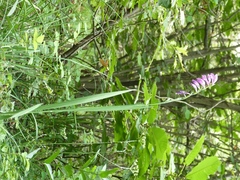 Gladiolus imbricatus