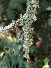 Punctelia caseana