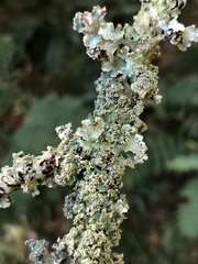 Punctelia caseana