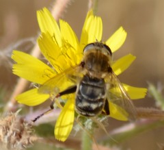 Polydontomyia curvipes
