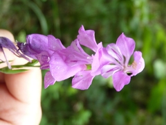Gladiolus imbricatus