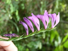 Gladiolus imbricatus