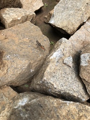 Sphenomorphus dussumieri