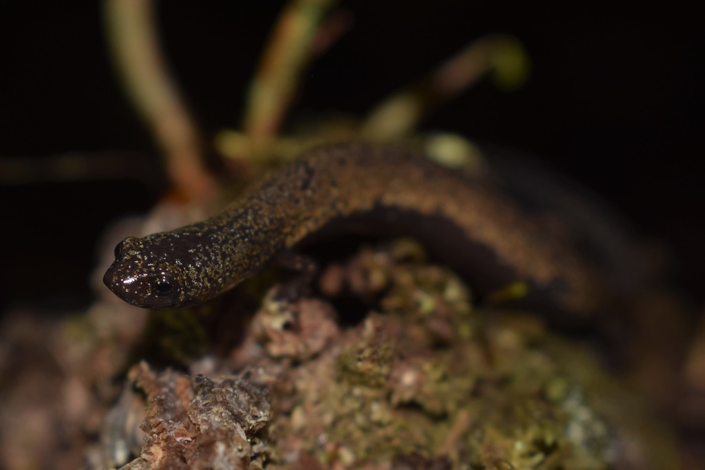 Quarry Worm Salamander