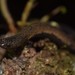 Quarry Worm Salamander - Photo (c) Emmanuel Rodríguez Rojas, some rights reserved (CC BY-NC), uploaded by Emmanuel Rodríguez Rojas
