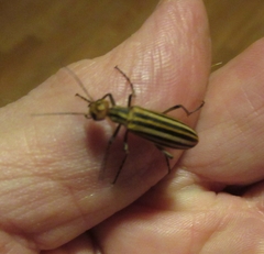 Epicauta occidentalis