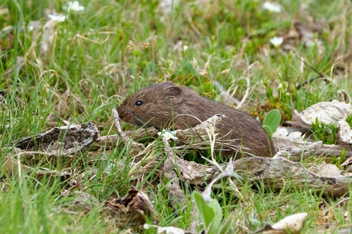 Mexican Vole