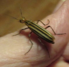 Epicauta occidentalis