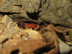 Tiwaripotamon edostilus