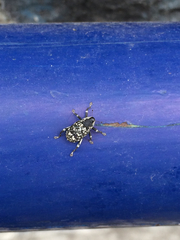 Peltophorus polymitus