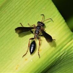 Isodontia exornata
