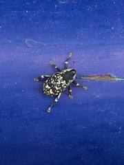 Peltophorus polymitus