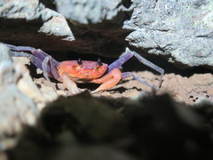 Tiwaripotamon edostilus