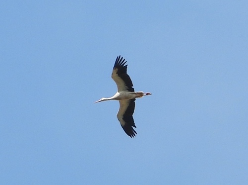 Cigüeña blanca (Ciconia ciconia)