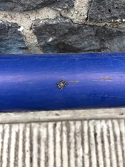 Peltophorus polymitus