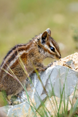 Coahuila Chipmunk (Neotamias solivagus)