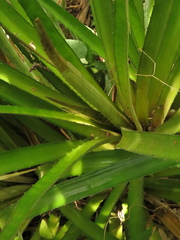 Bromelia chrysantha