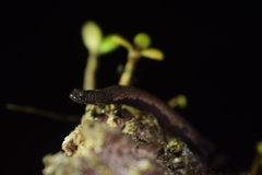 Oedipina poelzi