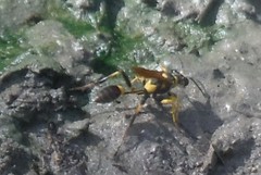 Sceliphron jamaicense jamaicense