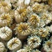 棘杯珊瑚屬 - Photo 由 hokoonwong 所上傳的 (c) hokoonwong，保留部份權利CC BY-NC
