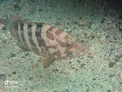 Epinephelus bleekeri