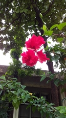 Hibiscus rosa-sinensis