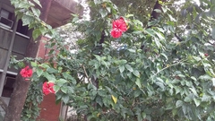 Hibiscus rosa-sinensis