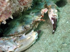 Thalamitinae