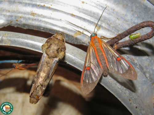 Rhuda focula