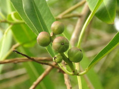 Sapium glandulosum