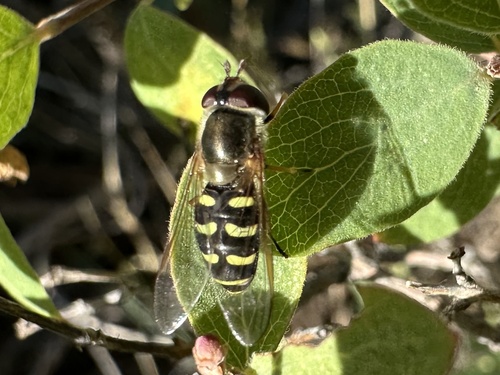 Unknown species found near City of Rocks National Reserve, Oakley, ID, US