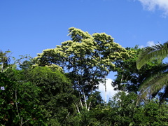 Senegalia polyphylla