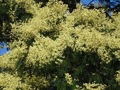 Senegalia polyphylla