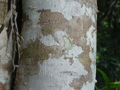 Senegalia polyphylla