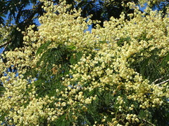 Senegalia polyphylla