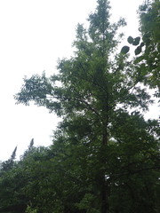 Fraxinus nigra image