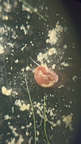 Tricolia affinis affinis observed 2025-06-24