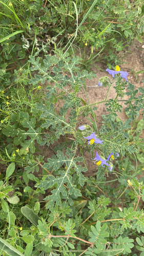 Watermelonleaf Horsenettle (Solanum citrullifolium)